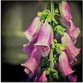 Common Foxglove